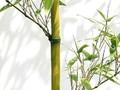 Phyllostachys nigra henonis Image 1