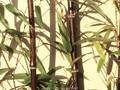 Phyllostachys nigra punctata Image 1