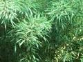 Phyllostachys propinqua Image 1