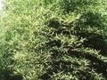 Phyllostachys viridiglaucescens Image 1