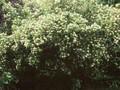 Physocarpus opulifolius Luteus Image 1