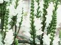 Physostegia virginiana Summer Spire Image 1