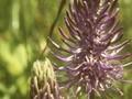 Phyteuma michelii subsp betonicifolium Image 1