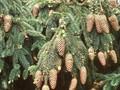 Picea abies Acrocona Image 1