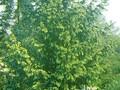 Picea abies Aurea Image 1