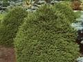 Picea abies Compacta Image 1