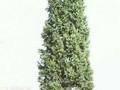 Picea abies Cupressina Image 1