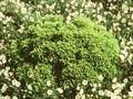 Picea abies Gregoryana Image 1