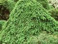 Picea abies Inversa Image 1