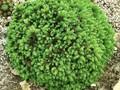 Picea abies Little Gem Image 1