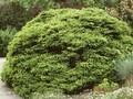 Picea abies Ohlendorffii Image 1
