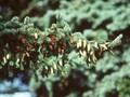 Picea excelsa Image 1