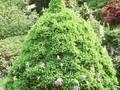 Picea glauca Alberta Globe Image 1