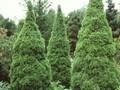 Picea glauca Albertiana Conica Image 1