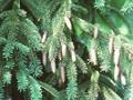 Picea hurstii Image 1