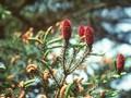 Picea likiangensis var purpurea Image 1