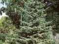 Picea mariana Image 1