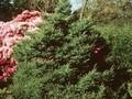 Picea mariana Beissneri Compacta Image 1