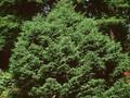 Picea mariana Doumetii Image 1