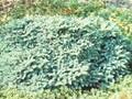 Picea mariana Nana Image 1