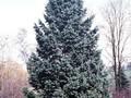 Picea mariorika Image 1