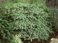 Picea mariorika Machala Image 1