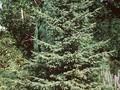 Picea nigra Image 1