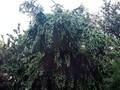 Picea omorika Pendula Image 1