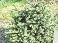 Picea omorika Pimoko Image 1