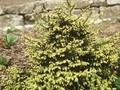 Picea orientalis Aurea Compacta Image 1