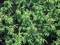 Picea orientalis Early Gold Image 1
