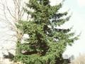 Picea orientalis Nutans Image 1