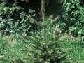 Picea polita Image 1
