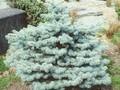 Picea pungens Compacta Image 1