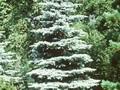 Picea pungens Endtz Image 1
