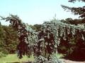 Picea pungens Glauca Pendula Image 1