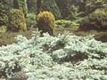 Picea pungens Glauca Procumbens Image 1