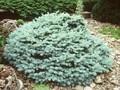 Picea pungens Globosa Image 1
