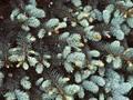 Picea pungens Hoto Image 1