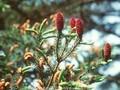 Picea purpurea Image 1
