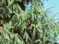 Picea sargentiana Image 1