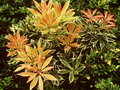 Pieris Flaming Silver Image 1