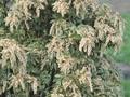 Pieris japonica Variegata Image 1