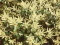 Pieris floribunda Image 1