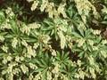 Pieris japonica Image 1