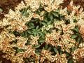 Pieris japonica Cupido Image 1
