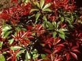 Pieris japonica Mountain Fire Image 1