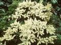 Pieris japonica Prelude Image 1