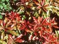 Pieris japonica Red Mill Image 1