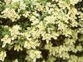 Pieris japonica Sarabande Image 1